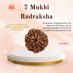 7 Mukhi Rudraksha Certified Original Bead